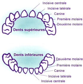 Vos dents